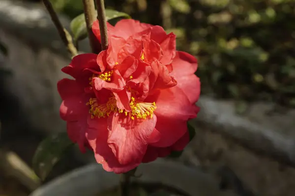 Bahçedeki güzel çiçekler