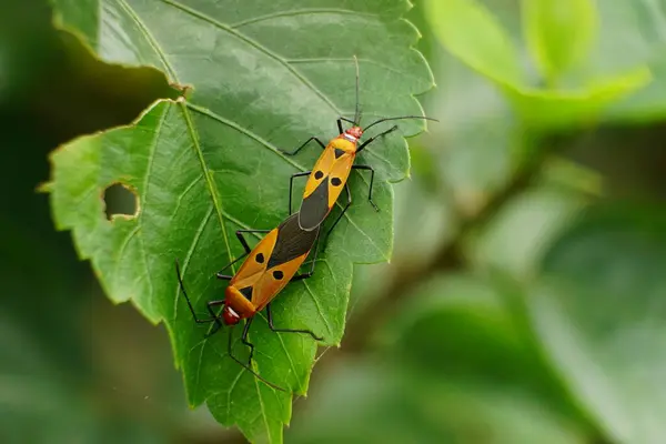 Güzel kırmızı ve beyaz bir kelebeğin yakın plan çekimi.