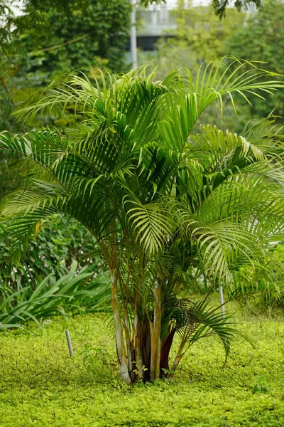 Palmiye ağacının yeşil yaprakları, doğa arka planı