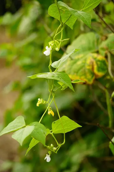 bir bitkinin yeşil yaprakları