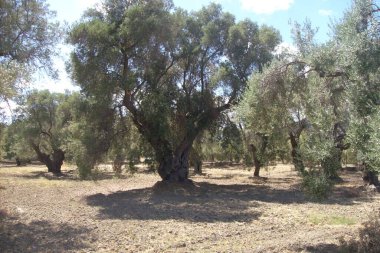 Asırlık zeytin ağaçları. Puglia 'nın dünyaca ünlü zeytinlikleri. Eski zeytin ağacının bükülmüş gövdesi
