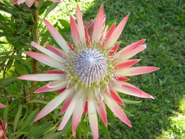 King Proteus flower Protea cynaroides in the garden against the background of green grass clipart