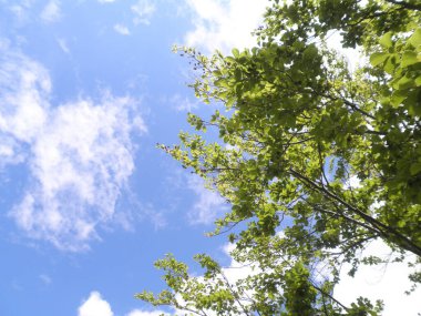 Yeşil yapraklı ağaç dalları süzülen beyaz bulutlu mavi gökyüzüne karşı. Doğal yatay arka plan. Yaz güneşli sıcak gün.