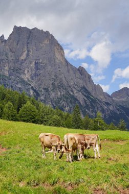 İnekler yüksek bir dağ çayırında otluyor. Etrafı kayalık tepeler ve ormanlarla çevrili. Mavi bir gökyüzü ve beyaz bulutlar Dolomitlerle kaplı..