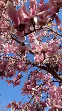 Bahar. Mavi gökyüzünün arka planında çiçek açmış güzel pembe manolyalar.