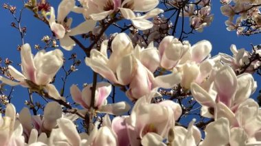 Bahar. Güzel beyaz manolyalar mavi gökyüzünün arka planında çiçek açıyor.