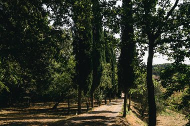Uzun ağaçlar ve yeşilliklerle çevrili sakin bir patika uzak bir binaya çıkıyor. Sahne, sıcak bir yaz gününde doğanın huzurlu özünü yakalar.
