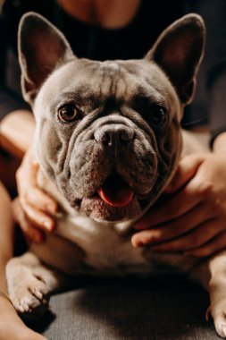 Görünmeyen bir sahibi tarafından sevilen bir Fransız Bulldog 'un yakın çekimi. Köpeğin dışavurumcu yüzü ve elleri onu nazikçe tutarak bir ilgi ve arkadaşlık hissi veriyor.