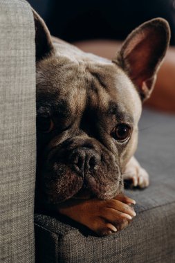 Fransız Bulldog gri bir kanepede rahatça dinleniyor, sakin ve rahat bir tavır sergiliyor. Yakın plan, köpeğin huzurlu bakışlarını ve benzersiz yüz hatlarını yakalıyor.