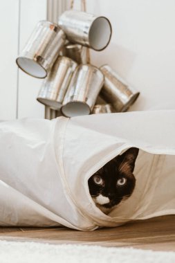 Parlak gözlü siyah beyaz bir kedi, yukarıdaki parlak teneke kutularla çevrili bir tuval tünelinden dışarı bakıyor. Sahne, kedinin tuhaf ifadesini ve çevresini saran neşeli doğasını yakalar.