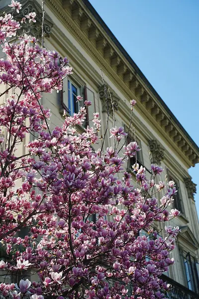 Manolya ağacı, berrak mavi bir gökyüzü altında klasik mimari ile zarif bir tarihi binaya karşı canlı pembe çiçeklerle doludur.