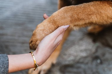 Bir insanın elinin nazikçe bir köpeğin patisini tutması güven, dostluk ve bağlantıyı simgeler. Görüntü, insanlar ve hayvanlar arasındaki uyumu vurguluyor..