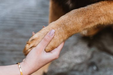 İnsan eli nazikçe bir köpeğin patisini sıkar, güveni, arkadaşlığı ve insanlarla hayvanlar arasındaki bağı sembolize eder. Bu yürek ısıtan an, dostluğun özünü yakalar..