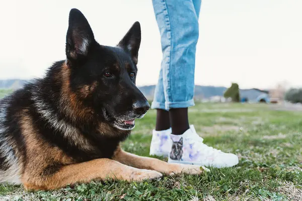 Alman kurdu kot pantolon ve spor ayakkabı giymiş birinin bacaklarının yanında çimlerin üzerinde yatıyordu. Bir ayakkabı, evcil hayvan ve insan arasındaki doğal bağı vurgulayan bir köpek tasarımı içerir..
