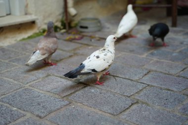 Güvercinler toplanıp kaldırım taşı caddesinde gagalıyorlar ve büyüleyici bir vahşi yaşam sahnesi yaratıyorlar. Değişik tüyleri ve etkinlikleri bu ortamın doğal atmosferine eklenir.