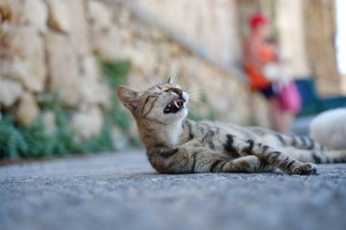 İçerikli bir tekir kedi güneşli bir yolda uzanırken rahatlatıcı bir anın tadını çıkarır. Bulanık arka planda sıcak bir taş duvar ve yoldan geçen biri var..