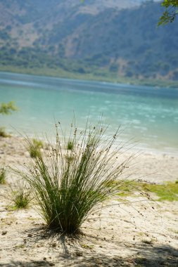 Berrak suları ve çimenli bir kıyı şeridi olan bir göl manzarası. Dağlık arazinin arka planına kurulmuş. Doğa, seyahat ve manzara temaları için ideal