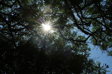 Güneş ışığı, yemyeşil ağaç dallarının arasından ışık ve gölgenin sakin bir etkileşimini oluşturur. Canlı yeşillik ve parlak güneş ormanlık alanda sakin bir atmosfer yaratıyor..