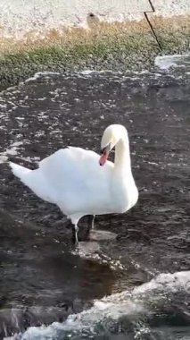 Kuğu, sığ dalgalı suda zarif bir şekilde duruyor. Huzurlu bir güzellik sergiliyor. Zarif kuş, sakin bir çevreyle çevrili, nazik akıntıda yol alırken dengeli görünüyor..