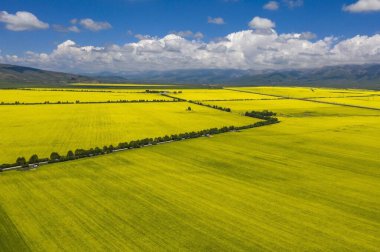 8 Temmuz 'da Çin' deki Qinghai Platosu 'nu ziyaret edin.