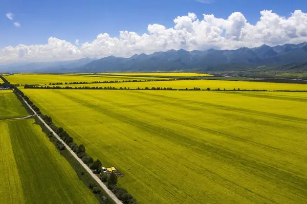 15 Temmuz 'da Çin' deki Qinghai Platosu 'nu ziyaret edin.