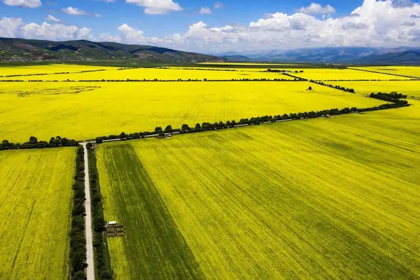 14 Temmuz 'da Çin' deki Qinghai Platosu 'nu ziyaret edin.