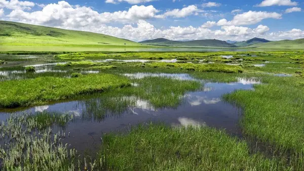 12 Temmuz 'da Çin' deki Qinghai Platosu 'nu ziyaret edin.
