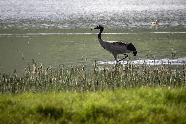 10 Temmuz 'da Çin' deki Qinghai Platosu 'nu ziyaret edin.