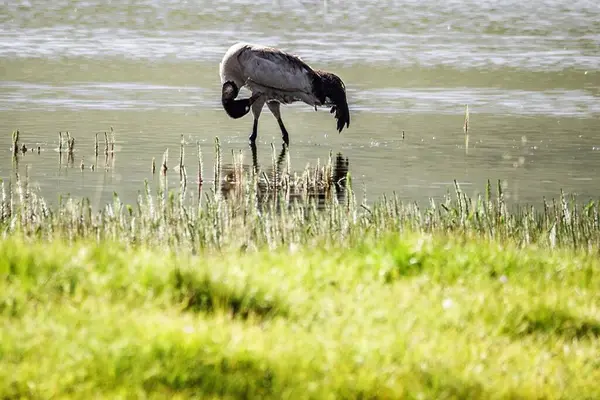 9 Temmuz 'da Çin' deki Qinghai Platosu 'nu ziyaret edin.
