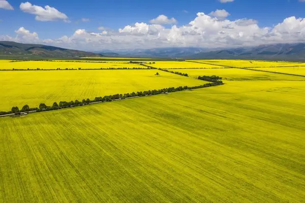 7 Temmuz 'da Çin' deki Qinghai Platosu 'nu ziyaret edin.