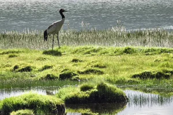 6 Temmuz 'da Çin' deki Qinghai Platosu 'nu ziyaret edin.