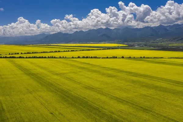 4 Temmuz 'da Çin' deki Qinghai Platosu 'nu ziyaret edin.