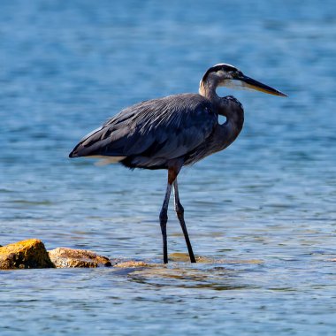 Büyük mavi balıkçıl, ardea cinerea