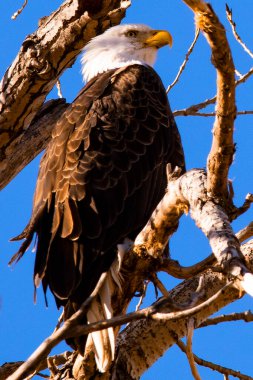 Vahşi doğada kel kartal