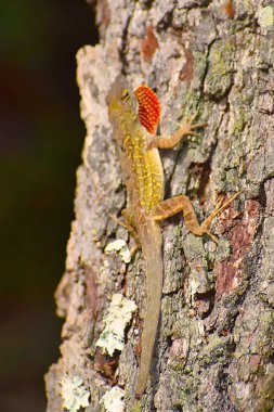 Ormanda kırmızı kertenkele