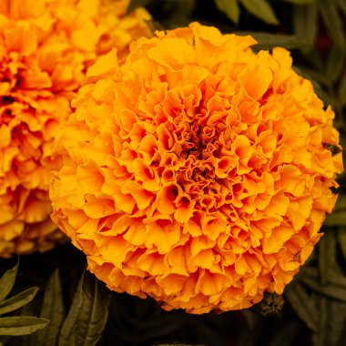 turuncu kadife çiçeği çiçek bahçesinde