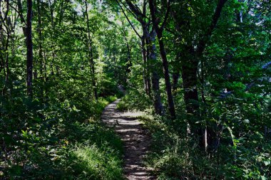 Sabah ağaçlı yaz ormanı