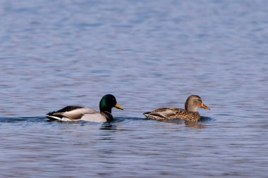 Güneşli bir günde gölde ördek.