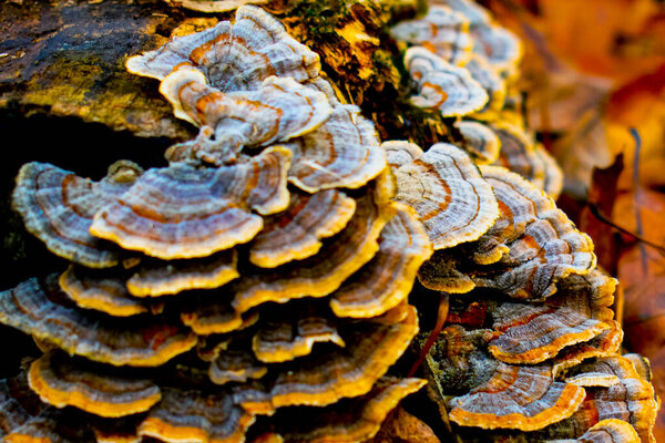 mushroom on the tree trunk. close - up view