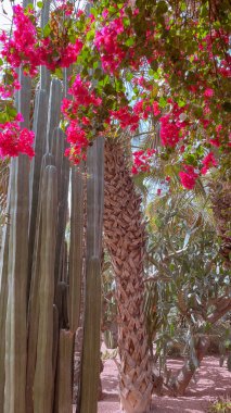 Renkli Bahçe Marakeş Fas 6