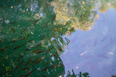 Küçük balıklı yeşil su ve güneş yansımaları