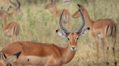 erkek impala (impala ceryceros ampus) Güney Afrika 'daki Kruger Ulusal Parkı, Serengeti Ulusal Parkı, Tanzanya