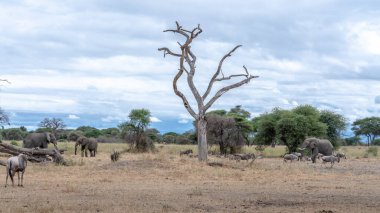 Savanadaki bir grup zebra, Serengeti Ulusal Parkı, Tanzanya