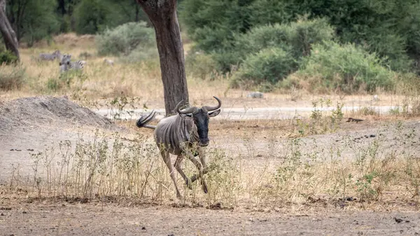 Genç antilop Serengeti Ulusal Parkı, Tanzaniag 'da koşuyor. 