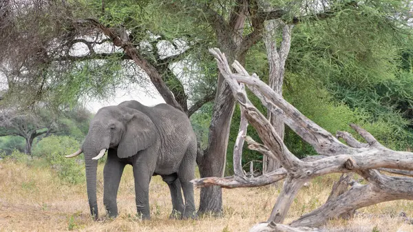 Parktaki filler, zimbabve, Serengeti Ulusal Parkı, Tanzanya