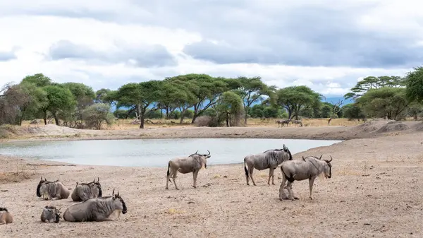 Afrika savanındaki bir grup zebra, Serengeti Ulusal Parkı, Tanzanya