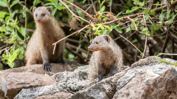 Ormandaki maymun, Serengeti Milli Parkı, Tanzanya