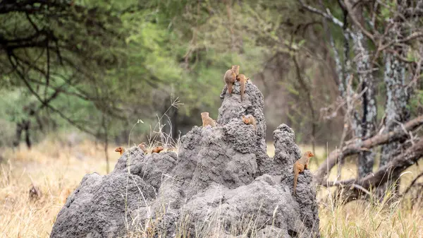 Ağaçların ortasındaki çölde, Serengeti Ulusal Parkı, Tanzanya 'daki bir grup beyaz kayanın yakın plan çekimi.