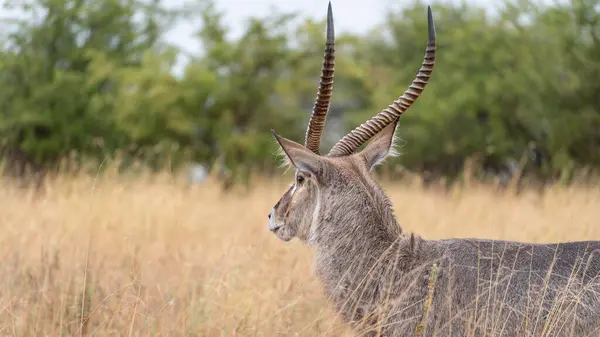 Kenya 'daki Afrika savanasında antilop, Serengeti Ulusal Parkı, Tanzanya