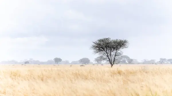 Kenya savanındaki manzara, Serengeti Ulusal Parkı, Tanzanya
